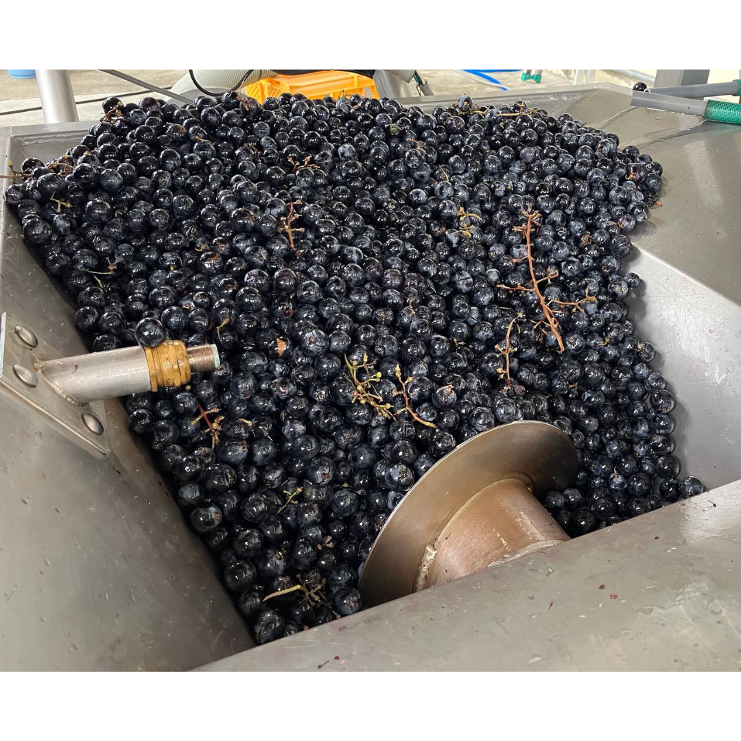 タケダワイナリー ブラン 白 750ml 2023 山形県上山市