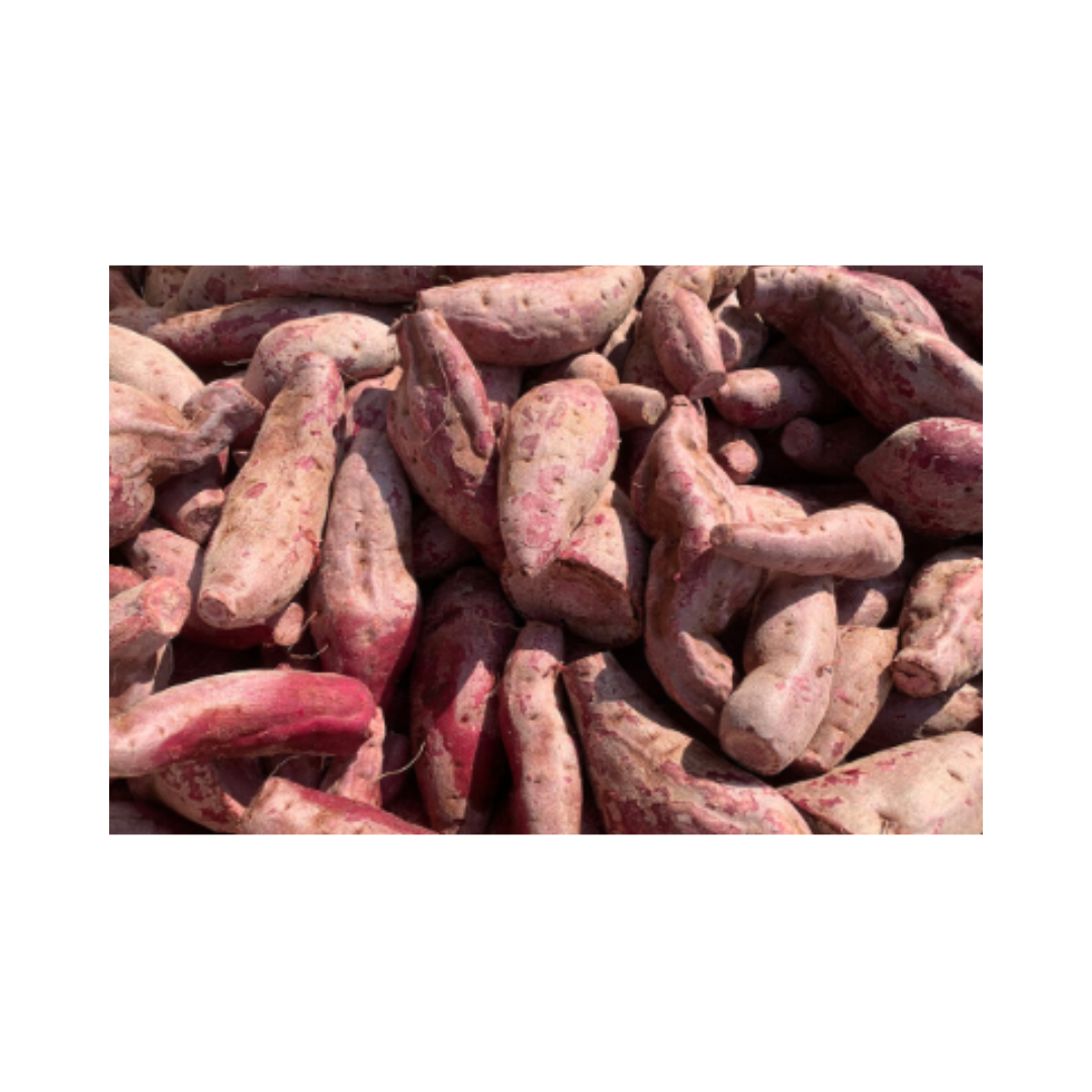 明るい農村 赤芋仕込み