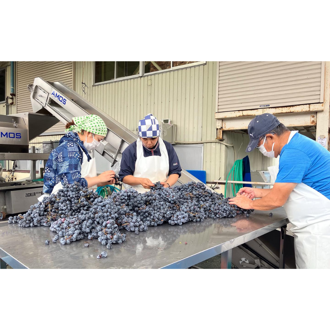 タケダワイナリー ブラン 白 750ml 2023 山形県上山市